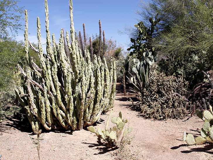 kaktusz, sivatag, növény, forró, száraz, természet, fa