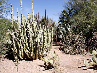 Cactus, öken, Anläggningen, heta, torr, naturen, träd
