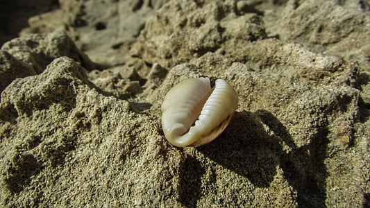 Shell, sand, stranden, natur