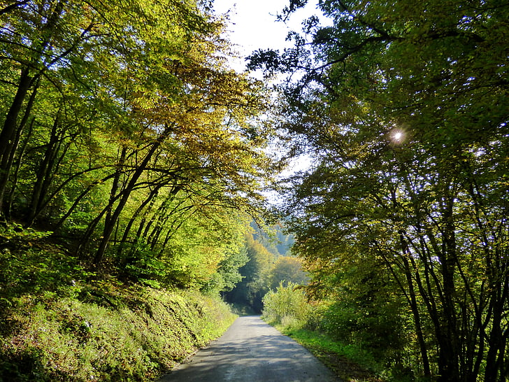 rừng, ánh sáng mặt trời, Luxembourg, chiếu sáng, buổi chiều