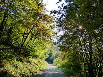 Les, sluneční světlo, Lucembursko, osvětlení, odpoledne