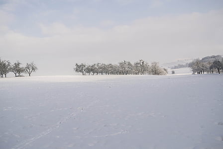 frío, paisaje de invierno, nieve, árboles de invierno, paisaje de la naturaleza, blanco como la nieve, Fondo de invierno