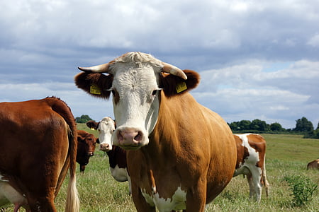 vaca, rebaño, ganado, ganado, herbívoros, ganado lechero, marrón