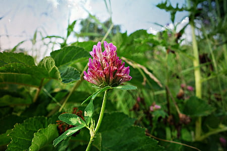 cỏ ba lá, Red clover, thực vật, Hoa, Wild flower, Ai Len, Trifolium