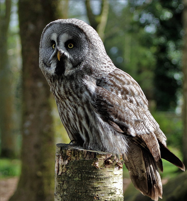 grey owl, large owl, owl, bird, animal, nature, predator