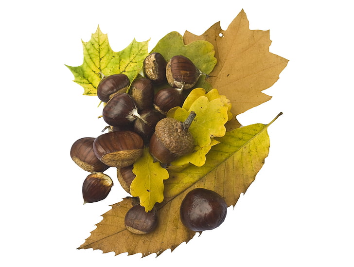 maroni, sweet chestnuts, fruits, brown, autumn, decoration