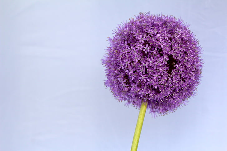 Allium, màu tím, quả bóng, Hoa, đóng, Blossom, nở hoa
