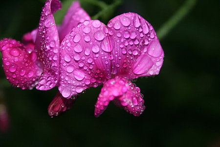 sweet pea, lathyrus, dew, floral, plant, natural, blossom