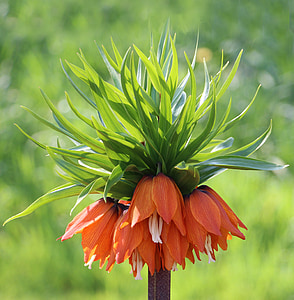 Рябчик (растение), Фритиллария Аврора, цветок, оранжевый, Колокольчик, Флора, экзотические