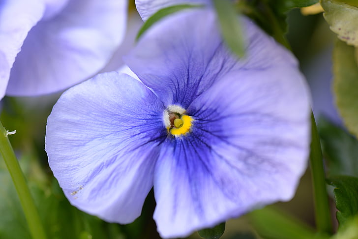 Pansy, Blossom, Bloom, Purple, fermer, printemps