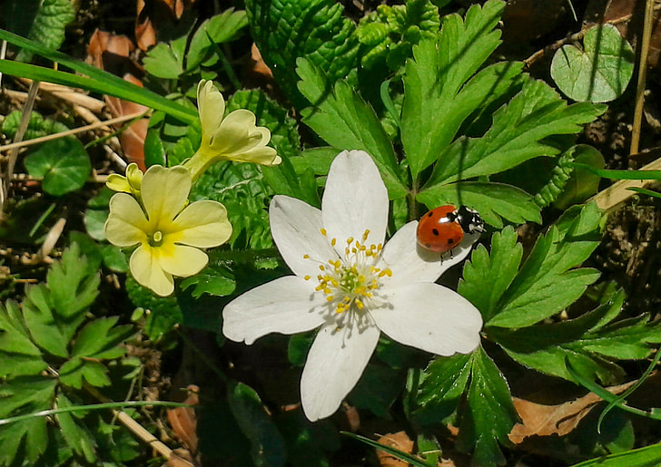 Blüte, Bloom, Frühling, in der Nähe, Blume, Marienkäfer