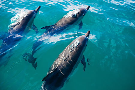 蓝色, 水, 水下, 海豚, 动物, 鱼