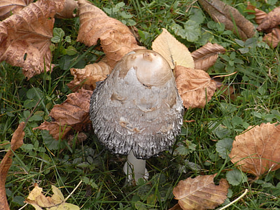 mushroom, mushrooms, autumn, meadow, grass, nature