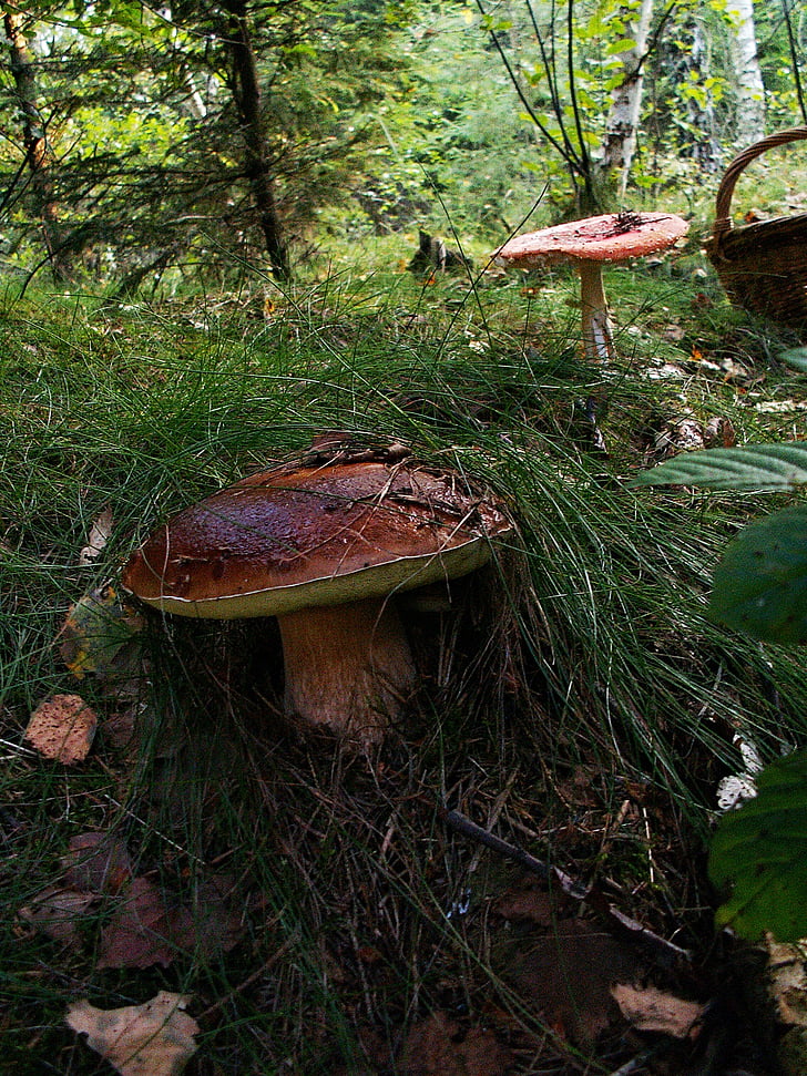 boletus, mushrooms, basket, forest, nature, edible, oak