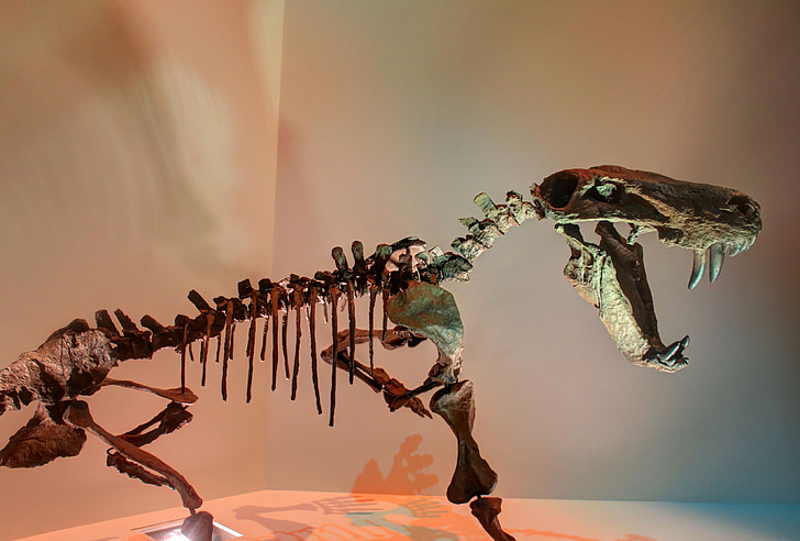 Горгони, динозавр, скелет, кістки, скам'янілості, доісторичних, юрського періоду