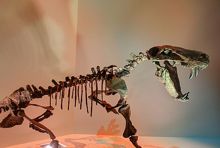 Gorgona, dinosaurio, esqueleto, huesos, fósiles, prehistórico, Jurásico