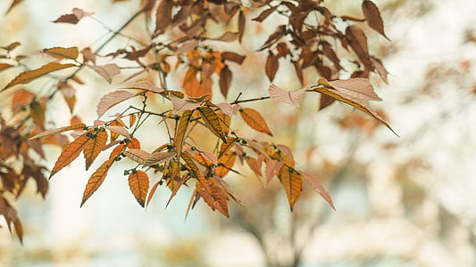 秋天, 黄色的树叶, 摄影, 一节