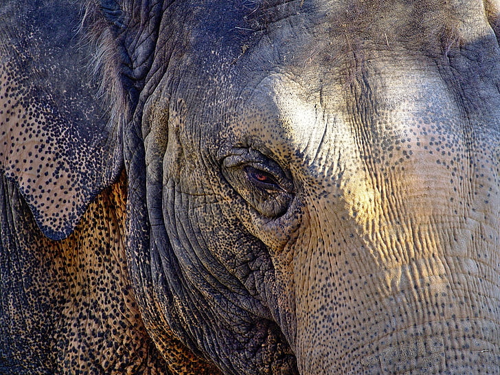 elefant, huvud, porträtt, rynkor, örat, öga, profil