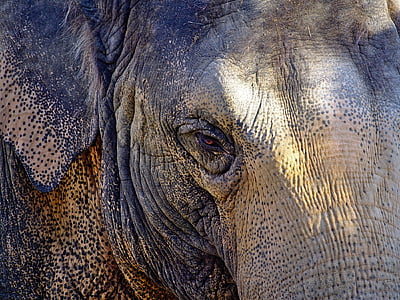 elefánt, fej, portré, ráncok, fül, szem, Profil