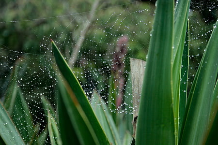 green, leaf, plant, spider, web, nature, outdoor