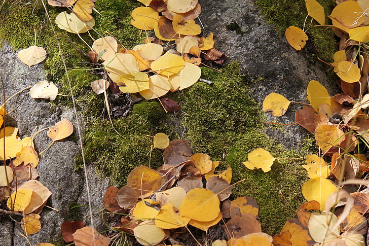 Aspen, hojas, otoño, caída, follaje, al aire libre, hoja