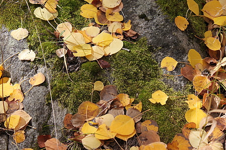 Aspen, lišće, jesen, jesen, lišće, na otvorenom, list