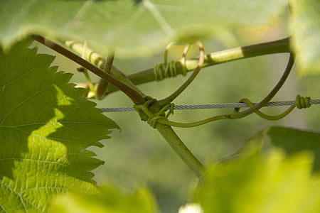 wine, climber, leaves, nature, plant, uhudler, vine