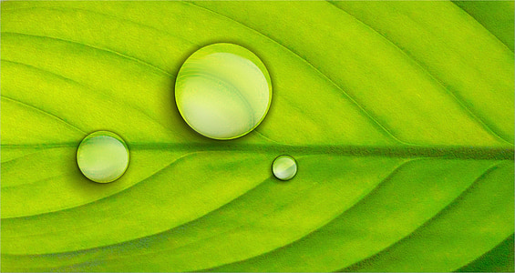 fulla, verd, planta, gotes, el fons, fullatge, gota de pluja
