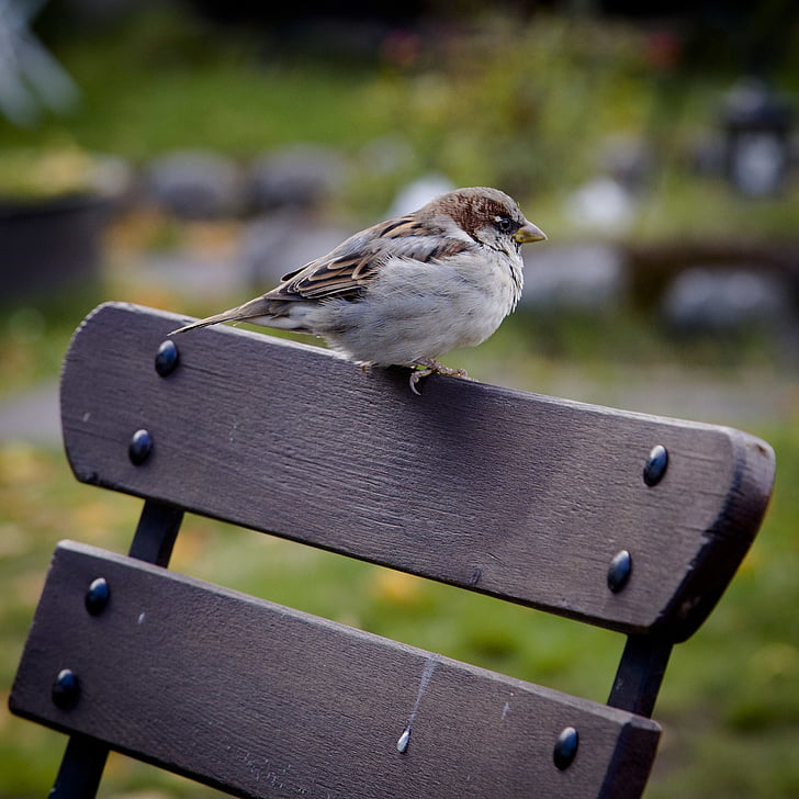 animal, bird, nature, outdoors, sitting