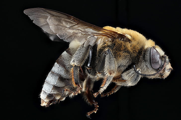 abeille, pollen, macro, insecte, faune, nature, ailes