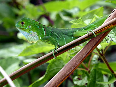 iguana, young, green, costa rica, cahuita, reptile, animal