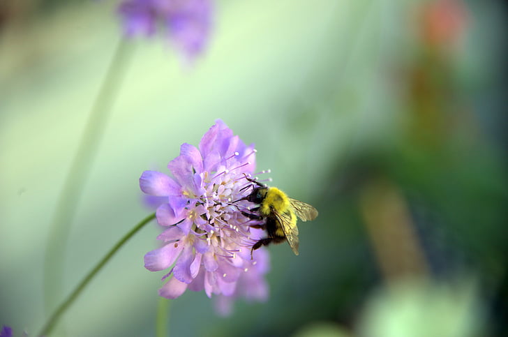 Bee, blomma, Barnsdale gardens, honungsbinas, insekter, sommar