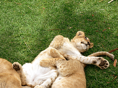 Lev, mláďa, hrať, divoké, voľne žijúcich živočíchov, Afrika