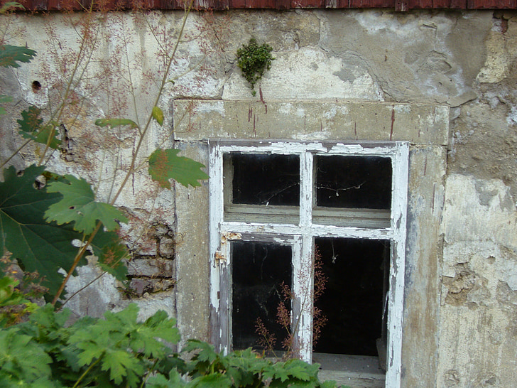 old house, window, old, plaster, new green, plant, architecture