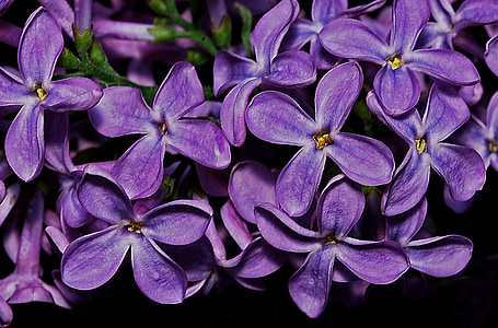 lilac, syringa, plant, nature, purple, flower, flora