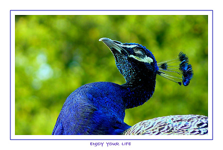 bird, birds, animal, animals, feather, peacock, color