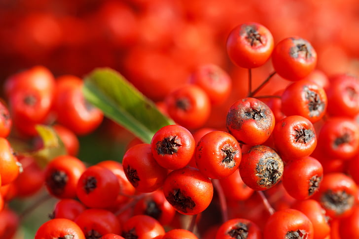 bobule, Berry, parta, zelená, makro, zahrada, závod