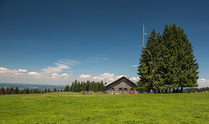 alm, mountain meadow, pledges, bregenz, trees, blue sky, meadow
