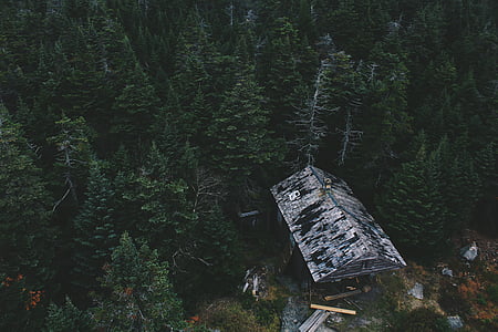 shack, surrounded, pine, trees, forest, tree, barn