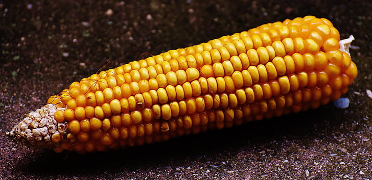 kukuruz, kukuruza na klip, zrno kukuruza, povrće, hrana, priroda, povrća mais