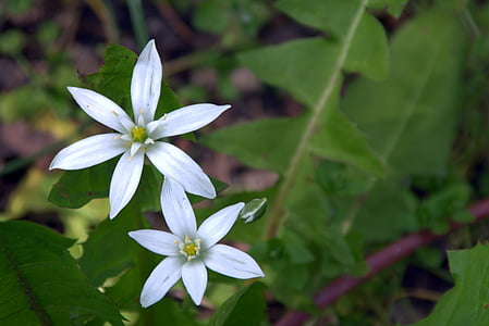 fleur blanche, petite fleur, astérisque, plante, fleurs, printemps, fleur