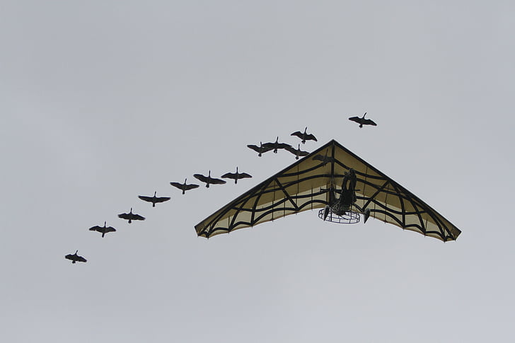 geese, aircraft, puy du fou, paragliding, flight, human