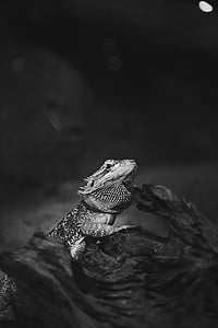 animal, black-and-white, iguana, lizard, reptile, wildlife, nature
