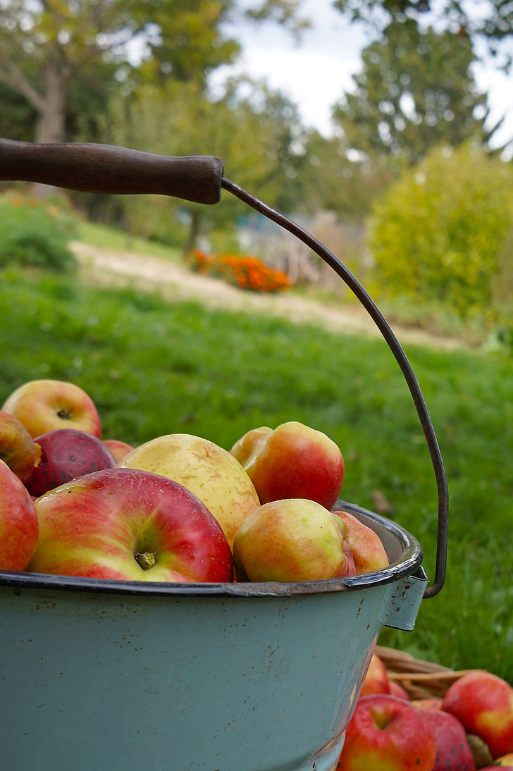 apple, apples are harvested by, bucket, garden, the orchard, backet, apples