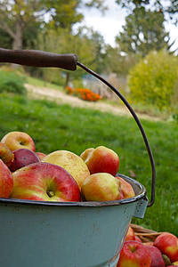 Apple, las manzanas se cosechan, cubo, jardín, la huerta, backet, manzanas
