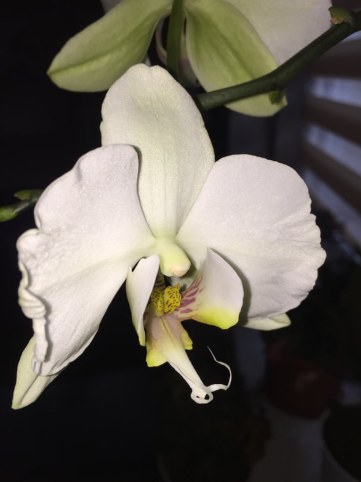 Orchis, blomst, Orchid, plante, blomstrende, natur, Flower værelse