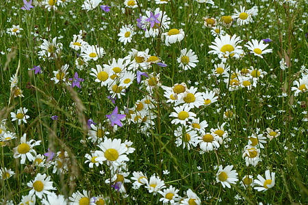daisies, summer, white, meadow, summer meadow