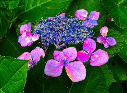 Hortenzija, raudona, violetinė, mėlyna, Otsu park, Yokosuka, Kanagawa, Japonija
