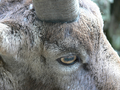 goat, eye, head, horns, fur, close, animal