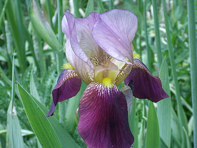 Iris, Blumen, Freude, Farbe, Wiese, Garten, Blüte